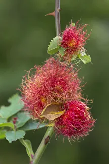 Wasp Gallery: Robins pincushion gall caused by Gall wasp (Diplolepis rosae) on wild Dog rose (Rosa canina)