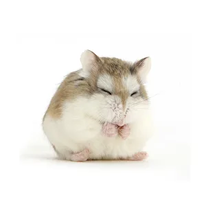 Roborovski Hamster (Phodopus roborovskii) asleep sitting up, against white background Roborovski Hamster (Phodopus roborovskii) asleep sitting up, against white background