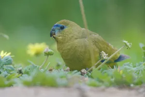 Rock parrot (Neophema petrophila) feeding amongst flowers. Hamelin Bay, Western Australia Rock parrot (Neophema petrophila) feeding amongst flowers. Hamelin Bay, Western Australia