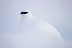 Images Dated 22nd March 2009: Rock ptarmigan (Lagopus mutus hyperborea) in snow, Spitsbergen, Svalbard, March 2009