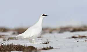 Images Dated 8th April 2009: Rock ptarmigan (Lagopus mutus) standing in snow, Myvatn, Thingeyjarsyslur, Iceland