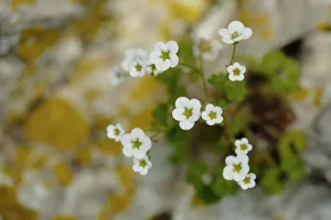Rockfoil flowers (Saxifraga bourgaeana) Sierra de Grazalema Natural Park, southern Spain Rockfoil flowers (Saxifraga bourgaeana) Sierra de Grazalema Natural Park, southern Spain