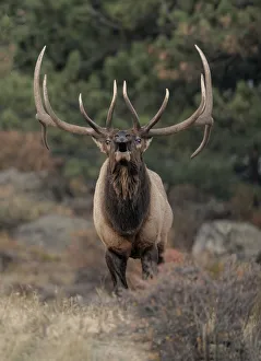 Rocky mountain elk (Cervus elaphus nelsoni) bull bugling during rut Rocky mountain elk (Cervus elaphus nelsoni) bull bugling during rut