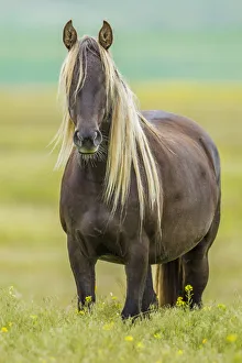 Rocky mountain horse, Bozeman, Montana, USA. June Rocky mountain horse, Bozeman, Montana, USA. June