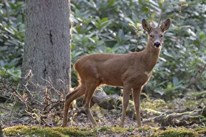 Roe deer (Capreolus capreolus) buck in woodland. Peerdsbos, Brasschaat, Belgium. August Roe deer (Capreolus capreolus) buck in woodland. Peerdsbos, Brasschaat, Belgium. August