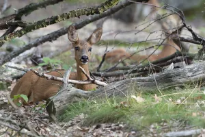 Roe deer (Capreolus capreolus) doe sitting amongst logs. Peerdsbos, Brasschaat, Belgium Roe deer (Capreolus capreolus) doe sitting amongst logs. Peerdsbos, Brasschaat, Belgium