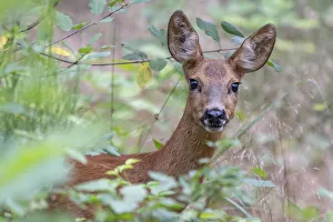 Roe deer (Capreolus capreolus) doe amongst vegetation. Peerdsbos, Brasschaat, Belgium Roe deer (Capreolus capreolus) doe amongst vegetation. Peerdsbos, Brasschaat, Belgium