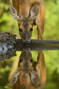 Roe deer (Capreolus capreolus) drinking, Pusztaszer protected landscape, Kiskunsagi Roe deer (Capreolus capreolus) drinking, Pusztaszer protected landscape, Kiskunsagi