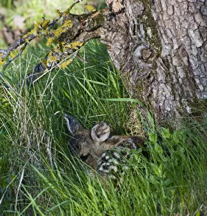 Roe deer (Capreolus capreolus) fawn curled up at base of tree, Estonia, May 2009