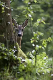 Images Dated 24th October 2011: Roe Deer (Capreolus capreolus) hiding behind a tree. Black Forest, Germany, May