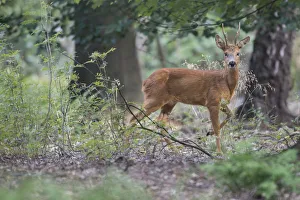 Roe deer (Capreolus capreolus) male buck in woodland, Peerdsbos, Brasschaat, Belgium Roe deer (Capreolus capreolus) male buck in woodland, Peerdsbos, Brasschaat, Belgium