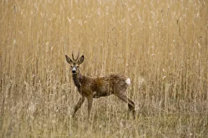 Roe deer (Capreolus capreolus) male amongst reeds in marsh, Matsalu National Park Roe deer (Capreolus capreolus) male amongst reeds in marsh, Matsalu National Park