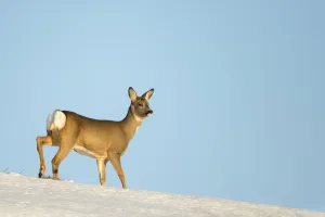 Roe Deer (Capreolus capreolus) in snow. Flatanger, Norway, January Roe Deer (Capreolus capreolus) in snow. Flatanger, Norway, January