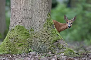 Images Dated 2nd June 2012: Roe Deer (Capreolus capreolus) in woodland, Peerdsbos, Brasschaat, Belgium, June