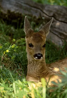 Roe deer fawn resting {Capreolus capreolus} Europe 2005 BRUNEL PROMOTIONS CALENDAR Roe deer fawn resting {Capreolus capreolus} Europe 2005 BRUNEL PROMOTIONS CALENDAR