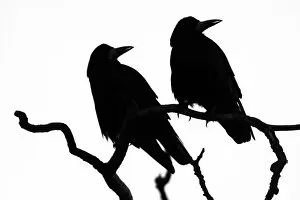 Passerine Gallery: Two Rooks (Corvus frugilegus) silhouetted as they perch on a tree branch at their