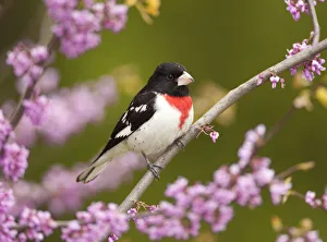 Rose-breasted grosbeak (Pheucticus ludovicianus), male perched in flowering Eastern redbud tree Rose-breasted grosbeak (Pheucticus ludovicianus), male perched in flowering Eastern redbud tree