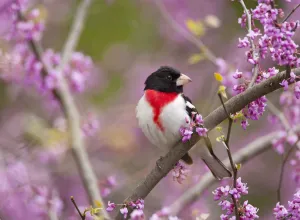 Rose-breasted grosbeak (Pheucticus ludovicianus), male perched in flowering Eastern redbud tree Rose-breasted grosbeak (Pheucticus ludovicianus), male perched in flowering Eastern redbud tree