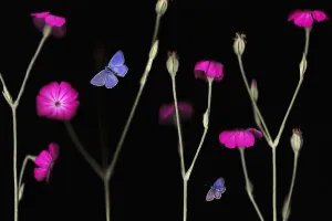 Rose campion / catchfly (Lychnis coronaria) in flower with an EscherAs blue butterfly Rose campion / catchfly (Lychnis coronaria) in flower with an EscherAs blue butterfly