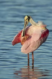 Images Dated 20th January 2016: Roseate spoonbill (Ajaia ajaja) adult in breeding plumage preening tail feathers