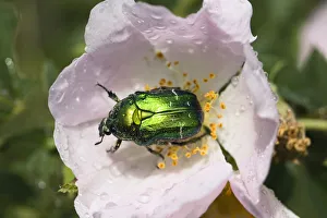 Rosechafer (Cetonia aurata) on Dog rose (Rosa canina) flower, East Slovakia, Europe Rosechafer (Cetonia aurata) on Dog rose (Rosa canina) flower, East Slovakia, Europe