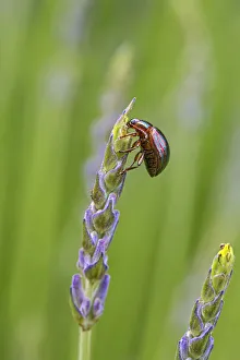 Rosemary beetle (Chrysolina americana) feeding on Lavender (Lavandula angustifolia Rosemary beetle (Chrysolina americana) feeding on Lavender (Lavandula angustifolia