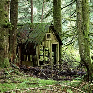 Rotting wooden shed covered in moss, Washington State, USA Rotting wooden shed covered in moss, Washington State, USA