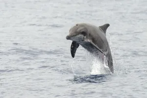 Rough-toothed dolphin (Steno bredanensis) porpoising, El Hierro, Canary Islands Rough-toothed dolphin (Steno bredanensis) porpoising, El Hierro, Canary Islands