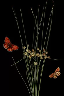 Macedonia Gallery: Round headed club rush (Scirpus holoschoenus) with Heath fritillary butterfly (Melitaea athalia)