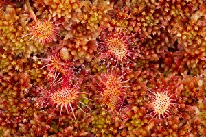 Round-leaved sundew (Drosera rotundifolia) growing in Sphagnum moss, Flow Country Round-leaved sundew (Drosera rotundifolia) growing in Sphagnum moss, Flow Country