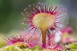 Round-leaved sundew (Drosera rotundifolia) showing sticky droplets on the end of Round-leaved sundew (Drosera rotundifolia) showing sticky droplets on the end of