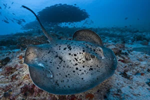 Images Dated 17th March 2013: Round ribbontail ray (Taeniura meyeni) South Ari Atoll, Maldives. Indian Ocean