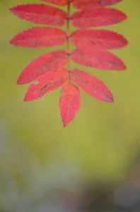Rowan tree / Mountain ash (Sorbus aucuparia) leaves, Kuhmo, Finland, September 2008 Rowan tree / Mountain ash (Sorbus aucuparia) leaves, Kuhmo, Finland, September 2008