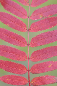 Images Dated 24th June 2009: Rowan tree / Mountain ash (Sorbus aucuparia) leaves, Kuhmo, Finland, September 2008