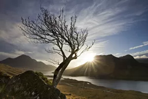 Images Dated 22nd November 2006: Rowan tree silhouetted above Loch Lurgainn with Cul Mor (left) and Ben More Coigach beyond