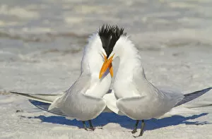 Images Dated 14th March 2012: Royal terns (Sterna maxima) pair crossing bills during courtship behaviour, Fort DeSoto Park