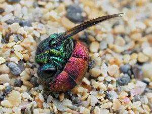 Wasp Gallery: Ruby-tailed wasp (Chrysis ignita) curled up in defensive posture after being dragged from Silver leaf cutter bee