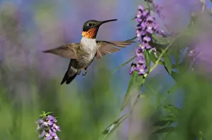 Ruby-throated Hummingbird (Archilochus colubris), male in flight feeding on flower Ruby-throated Hummingbird (Archilochus colubris), male in flight feeding on flower