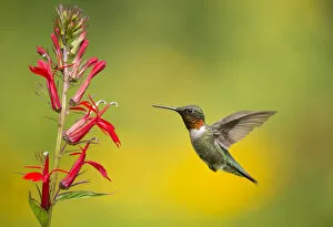 Asterales Gallery: Ruby-throated Hummingbird (Archilocus colubris), male flying in to feed from cardinal flowers