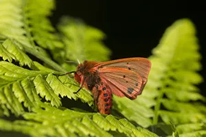 Ruby tiger moth (Phragmatobia fuliginosa) on fern, Sheffield, England, UK, August Ruby tiger moth (Phragmatobia fuliginosa) on fern, Sheffield, England, UK, August