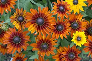 Asterales Gallery: Rudbeckia hirta Toto flowers, cultivated plant in garden