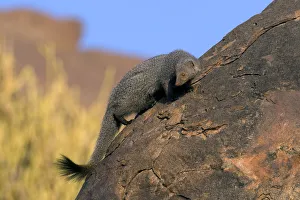 Ruddy Mongoose (Herpestes smithii) on a rock. Karnataka, India Ruddy Mongoose (Herpestes smithii) on a rock. Karnataka, India