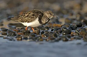 Ruddy Turnstone Gallery: Ruddy turnstone (Arenaria interpres) feeding on shingle beach, Norfolk, England, UK, November