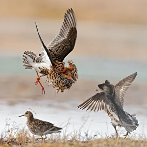 Images Dated 8th June 2010: Ruffs displaying and fighting (Philomachus pugnax) Agapa River, Taimyr Peninsula