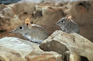 Rufous elephant shrews (Elephantulus rufescens) Botswana Rufous elephant shrews (Elephantulus rufescens) Botswana