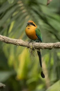 Rufous motmot (Baryphthengus martii) perched on branch. Rancho Naturalista, Cartago Rufous motmot (Baryphthengus martii) perched on branch. Rancho Naturalista, Cartago