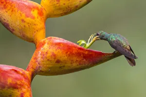 Rufous-tailed hummingbird (Amazilia tzacatl) feeding from Heliconia flower Rufous-tailed hummingbird (Amazilia tzacatl) feeding from Heliconia flower
