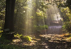 Runner on sunlit path in early morning, cose to the Vale of Health Hampstead Heath Runner on sunlit path in early morning, cose to the Vale of Health Hampstead Heath