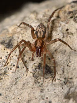 Running foliage spider / Spiny-legged sac spider (Liocranum rupicola), a nationally Running foliage spider / Spiny-legged sac spider (Liocranum rupicola), a nationally