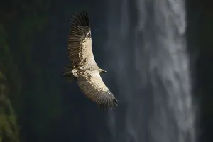 Ruppells griffon vulture (Gyps rueppellii) flying over Jinbar waterfall Ruppells griffon vulture (Gyps rueppellii) flying over Jinbar waterfall